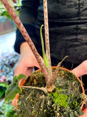 Alocasia Jacklyn fi12