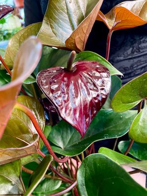 Anthurium Beauty Black fi17