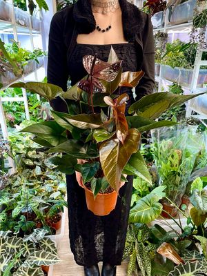 Anthurium Beauty Black fi17