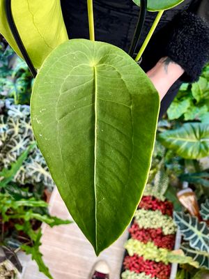 Anthurium Peltigerum fi12