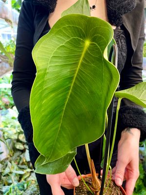 Anthurium Peltigerum fi12
