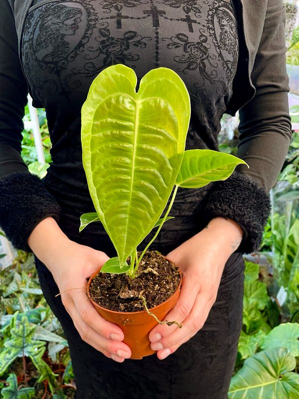 Anthruium Veitchii (king anthurium) fi10,50