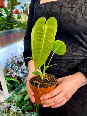Anthruium Veitchii (king anthurium) fi10,50