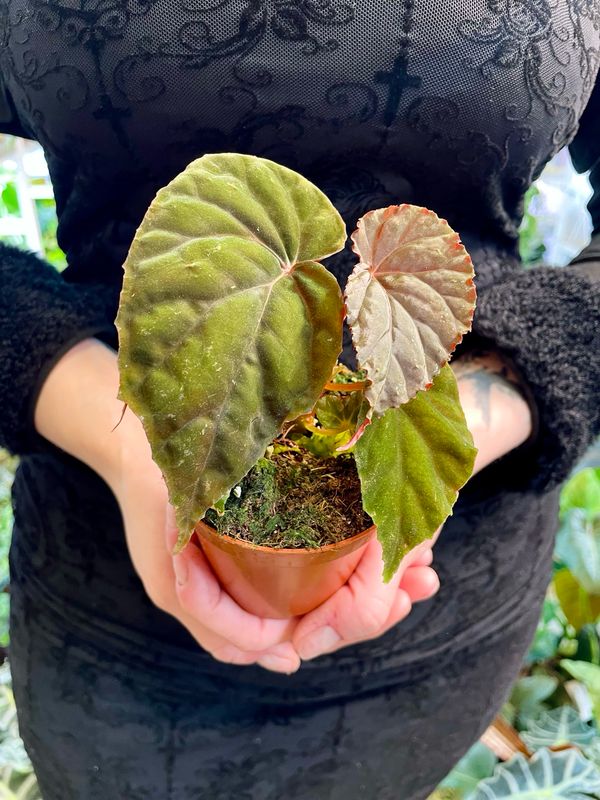 Begonia Black Blood fi8