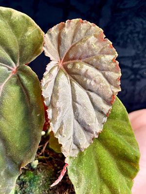 Begonia Black Blood fi8