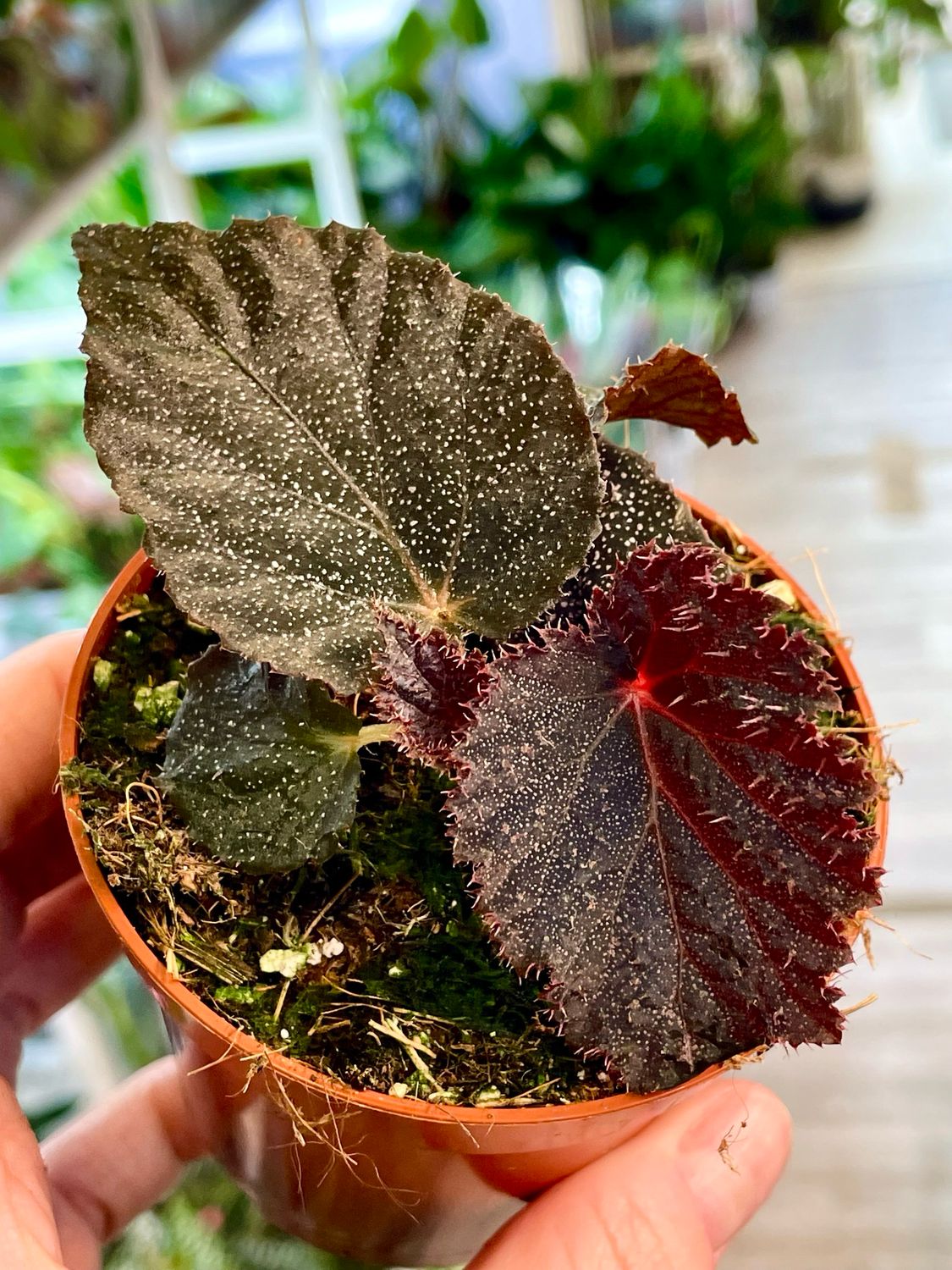 Begonia Taconite fi8