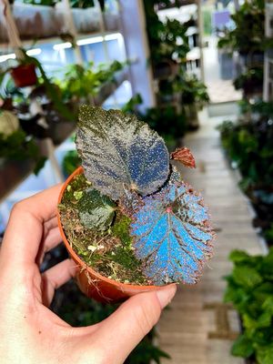 Begonia Taconite fi8