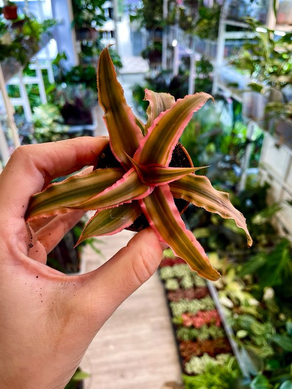 Cryptanthus mix fi6 pink green