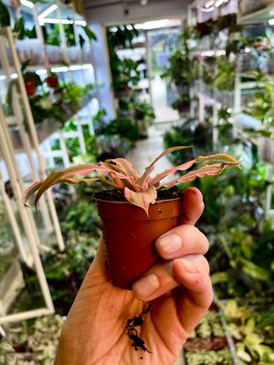 Cryptanthus mix fi6 pink green