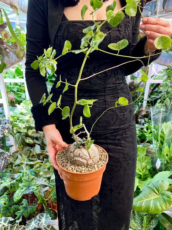 Dioscorea Elephantipes (slonova noga) fi17