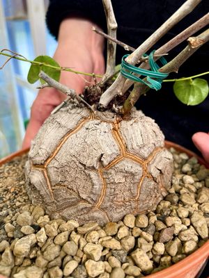 Dioscorea Elephantipes (slonova noga) fi17