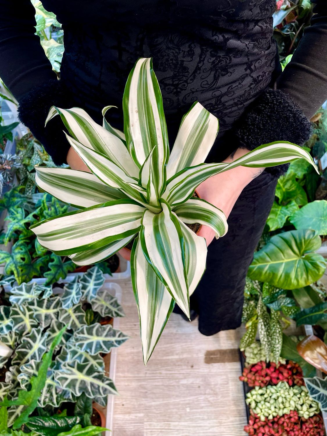 Dracaena White jewel fi12