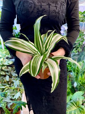 Dracaena White jewel fi12