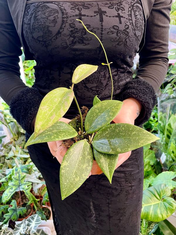 Hoya wibergiae fi10,50