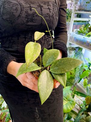 Hoya wibergiae fi10,50