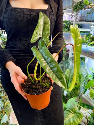 Philodendron Felix fi14