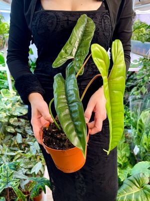 Philodendron Felix fi14
