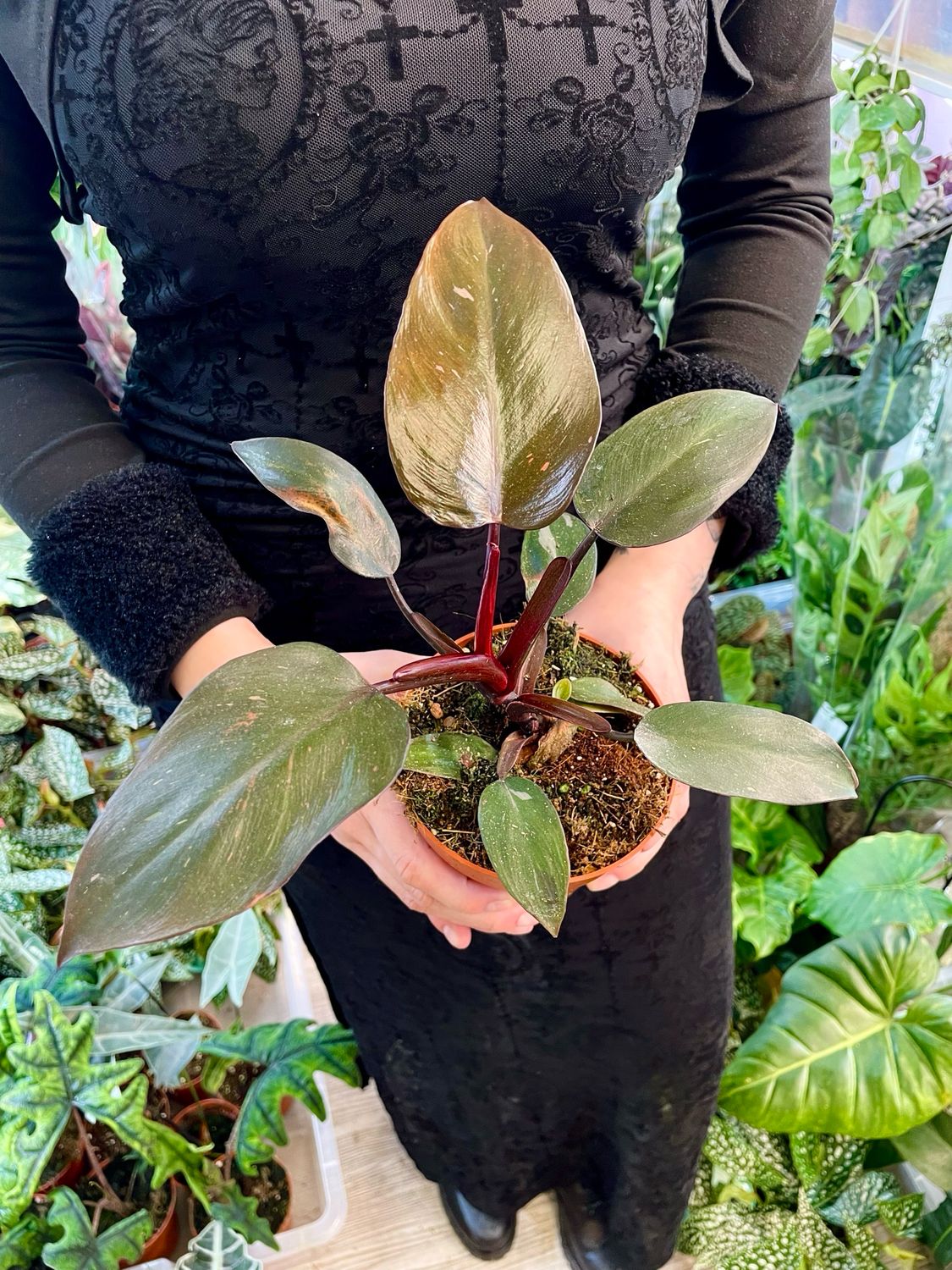 Philodendron burgundy princess fi12