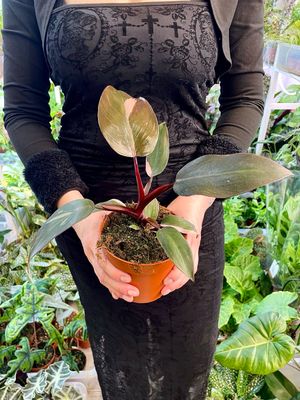 Philodendron burgundy princess fi12