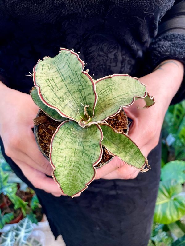 Sansevieria kirkii silver blue fi8,50