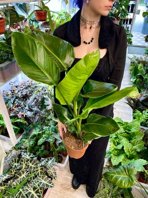 Strelitzia Nicolai fi19