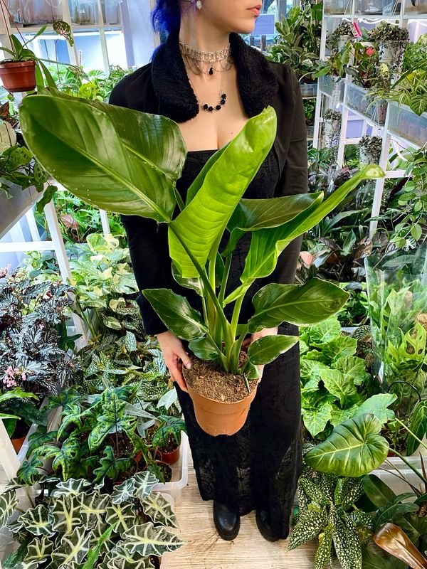 Strelitzia Nicolai fi19