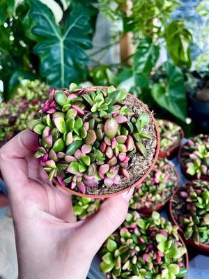 Sunrise sukulent Anacampseros rufescens fi8,50