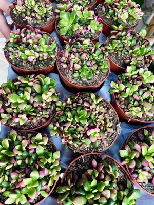 Sunrise sukulent Anacampseros rufescens fi8,50