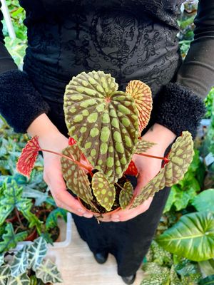 Begonia Chlorosticta fi8