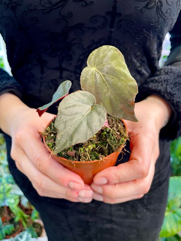 Begonia Pavonina fi8