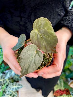 Begonia Pavonina fi8