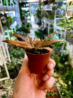 Cryptanthus mix fi6 green