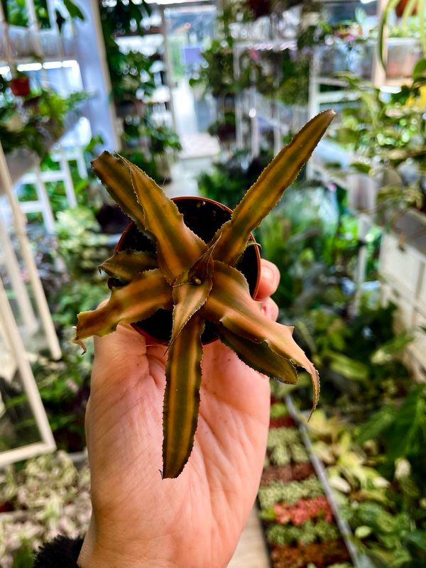 Cryptanthus mix fi6 green