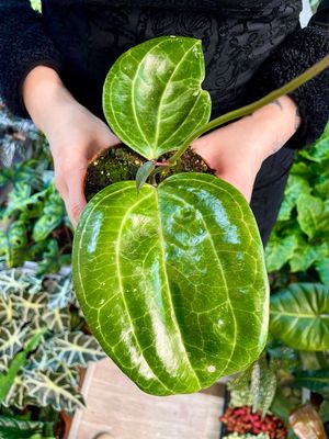 Hoya sarawak cream fi10.50