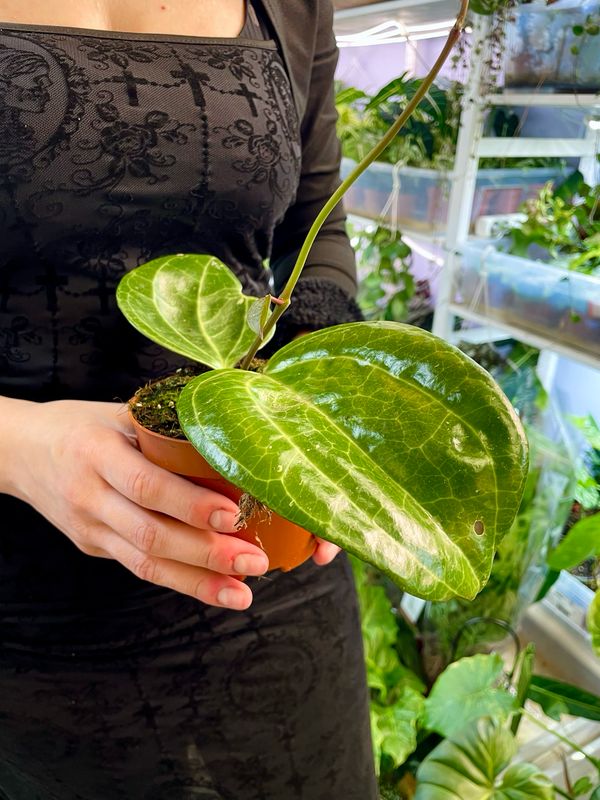 Hoya sarawak cream fi10.50