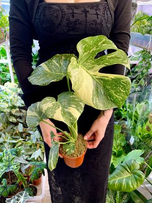 Monstera thai cons. Creme Brule fi12