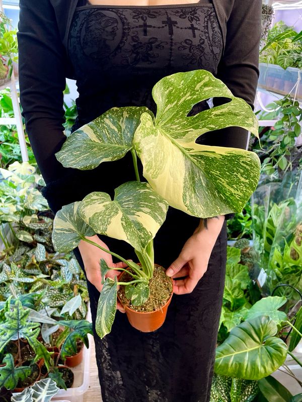 Monstera thai cons. Creme Brule fi12