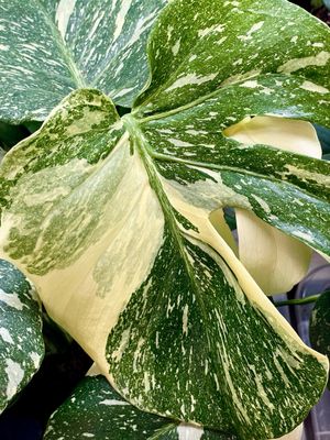 Monstera thai cons. Creme Brule fi12