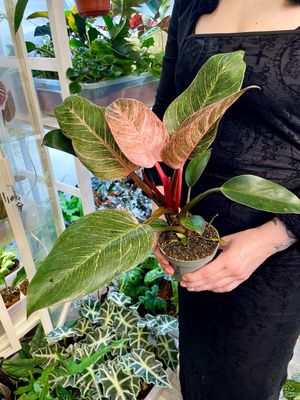 Philodendron birkin pink bikini fi10,50