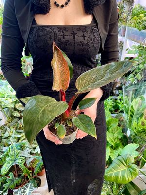 Philodendron birkin pink bikini fi10,50