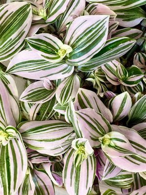 Tradescantia 'lilac prairie' fi12