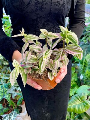 Tradescantia 'lilac prairie' fi12