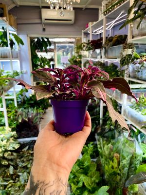 Gynura purple oassion varigated fi7