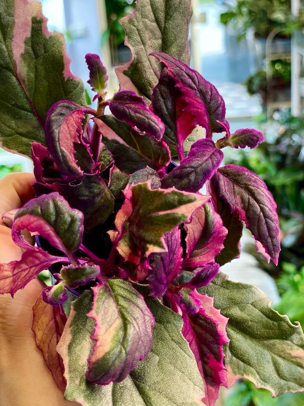 Gynura purple oassion varigated fi7