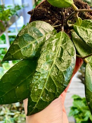 Hoya verticillata 'Lampung' fi10,50