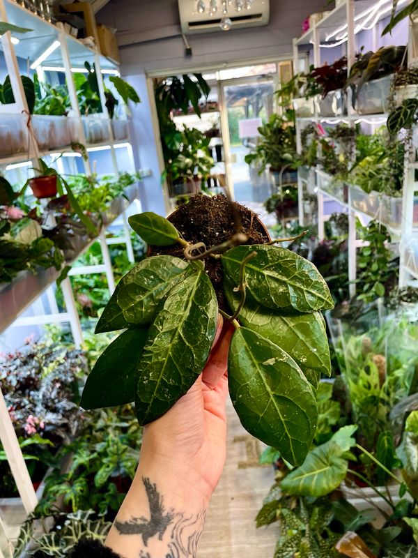 Hoya verticillata 'Lampung' fi10,50