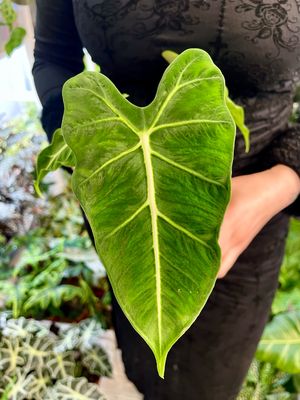 Alocasia Frydek tattoo fi10,50