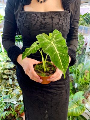 Alocasia Frydek tattoo fi10,50