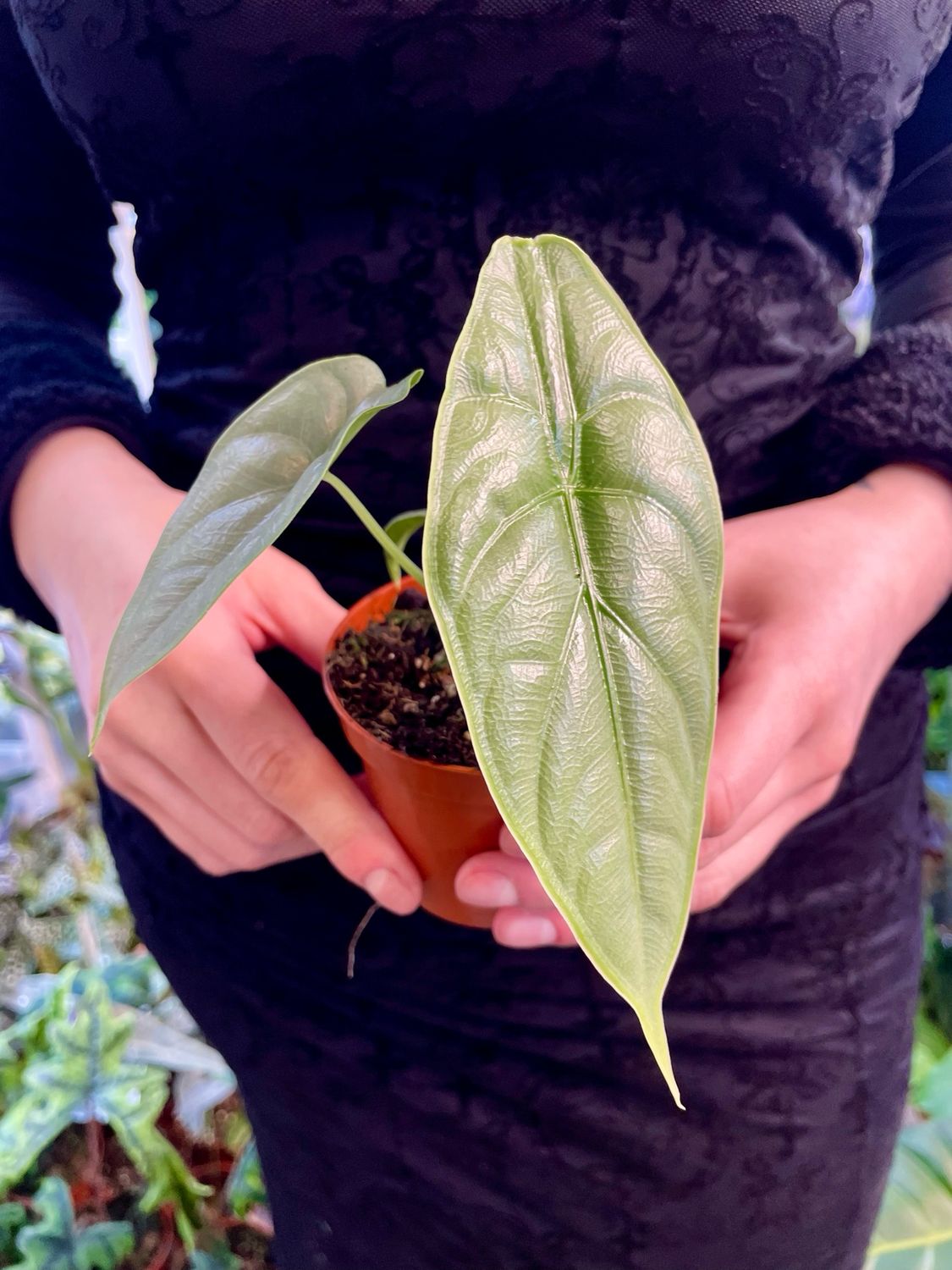 Alocasia Puncakborneensis fi8