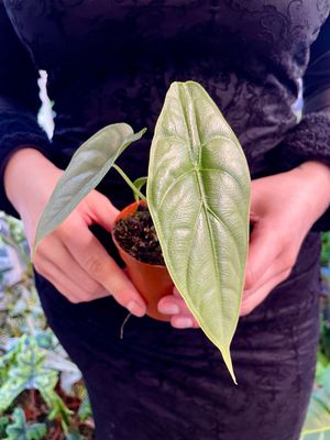 Alocasia Puncakborneensis fi8
